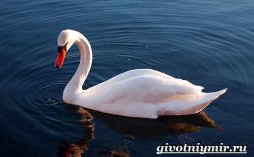 Лебедь шипун. Описание и особенности лебедя-шипуна