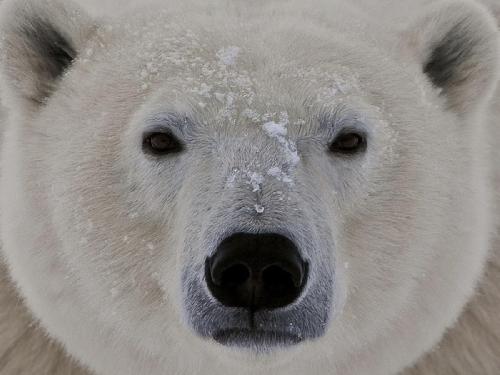 Интересные факты белые медведи. Интересные факты о белом медведе 03