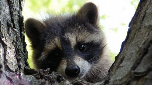 20 фактов о енотах. 12 интересных фактов о енотах