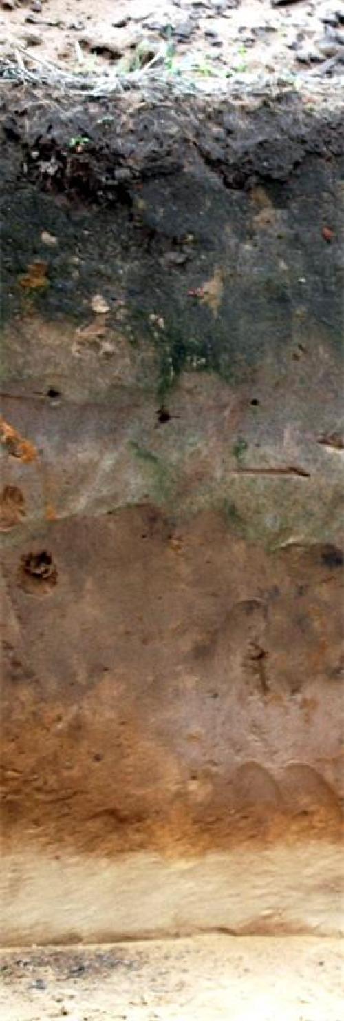 Интересные факты о почве. Факты о почве