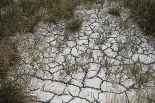 Почва. Выбор оптимальных культур для посадки, в зависимости от вида и типа почвы