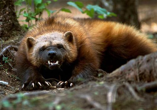 5 интересных фактов об Удмуртии. Интересные факты об Удмуртии 06