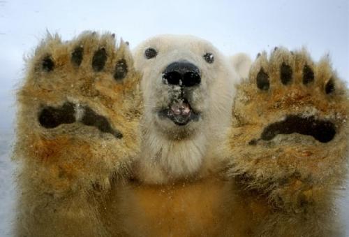 Интересные факты белые медведи. Интересные факты о белом медведе 04