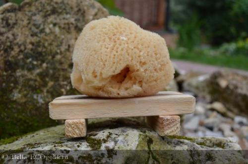 Губки морские интересные факты. 13 интересных фактов о морских губках 01