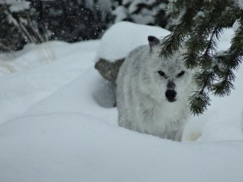 Интересные факты о волках. Малоизвестные факты о волках