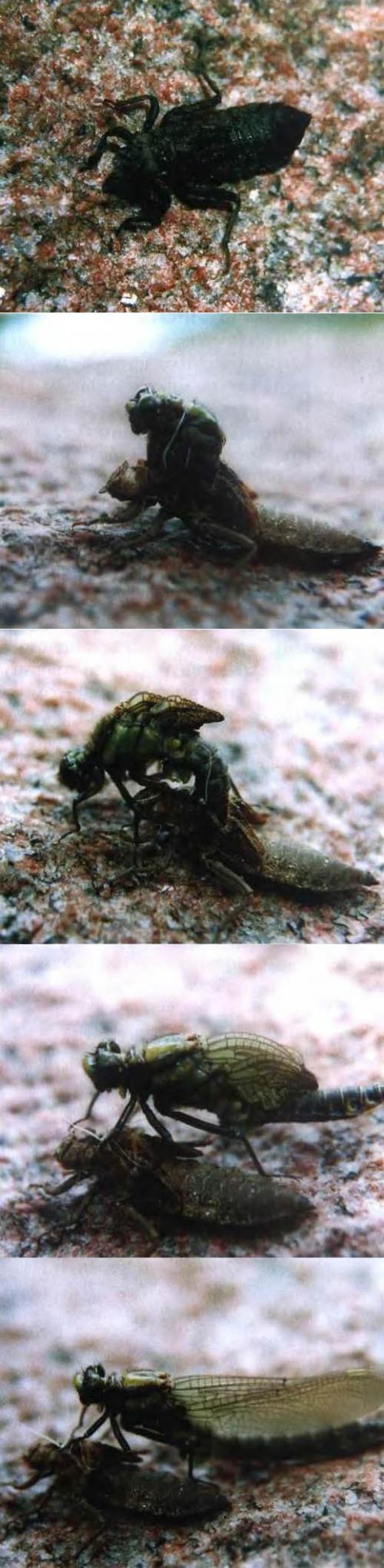 Польза стрекоз. Стрекозы могут приносить пользу