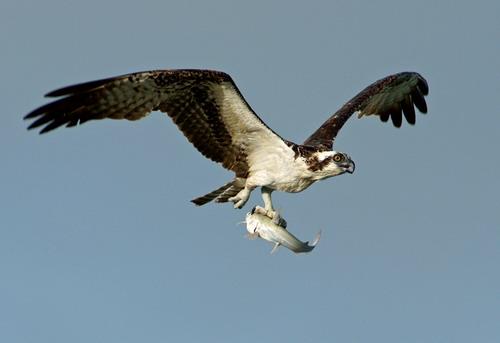 Жизнь орлов. Хищная птица орел: описание жизни орлов, зрение, охота, гнезда и орлята. Виды орлов с фото и видео.