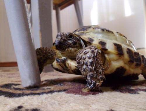 От чего умирают черепахи и как понять мертва она или в спячке
