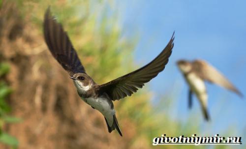 Что едят ласточки. Разновидности ласточек