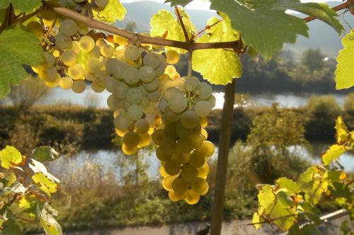 Интересные факты о ягодах для детей. 15 интересных фактов о «ягодах жизни» — финиках (1 фото) 01