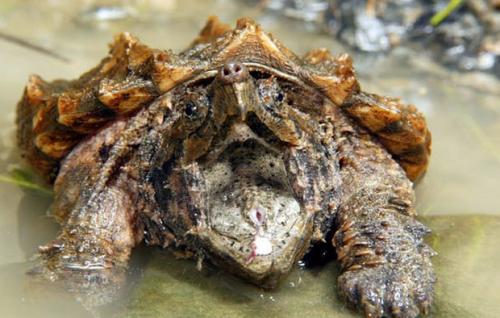 Грифовая черепаха интересные факты. Внешний вид грифовой черепахи