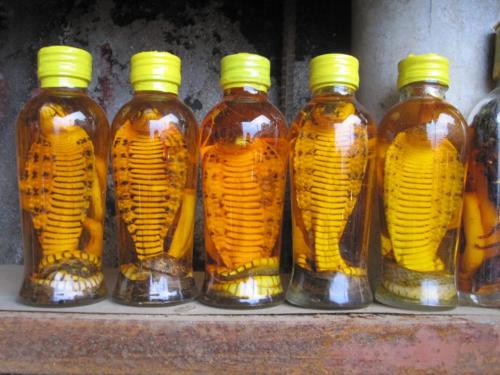 Можно ли есть морских коньков. Еда на грани