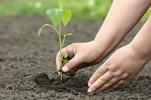 Интересные факты о почве для детей. ПОЧВА 07