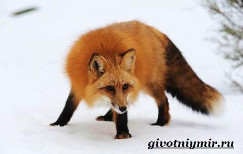 Лиса описание. Характер и образ жизни лисы