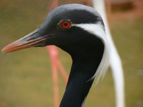 Журавль красавка рисунок. Журавль-красавка – одна из самых красивых птиц