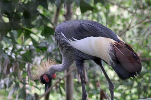 Венценосный журавль интересные факты. Восточный венценосный журавль