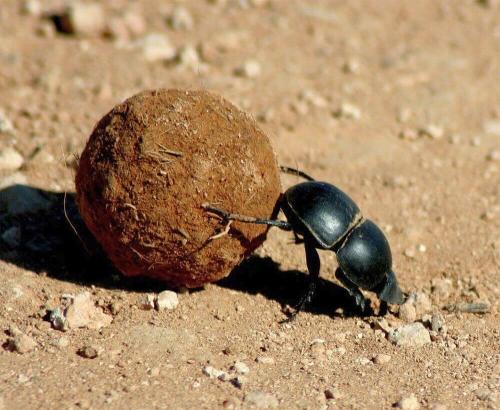 Интересные факты о жуках. Интересные и заниматиельные факты о жуках