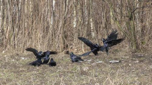 Что ворона делает. Социальная структура и размножение 11