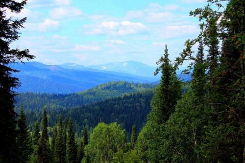 Интересные факты о буром медведе. Бурый медведь — интересные факты 09 Интересные факты о буром медведе. Бурый медведь — интересные факты 09