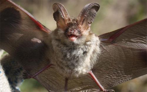 Интересные факты о животных Удмуртии. Животные Красной книги Удмуртии — млекопитающие