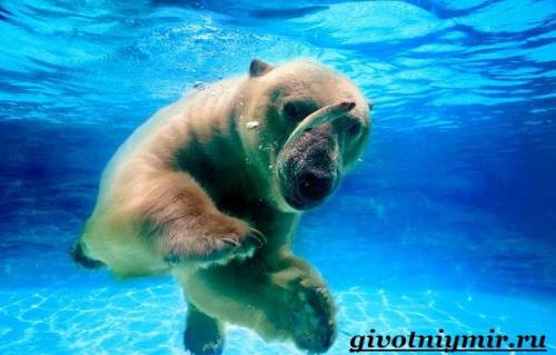 Белый медведь. Питание