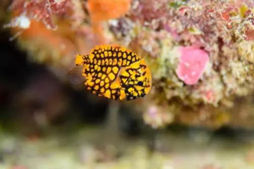 Интересные факты о морских животных. 12 самых невероятных фактов о морских животных, которые заставят вас удивляться!)