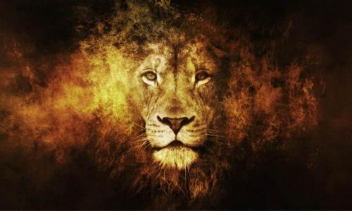 Интересные факты о львах. Топ 18 фактов