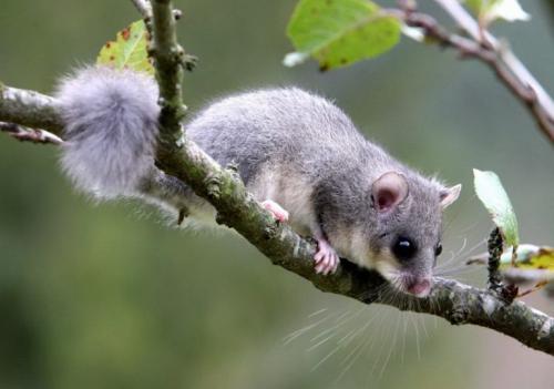 5 интересных фактов об Удмуртии. Интересные факты об Удмуртии 07