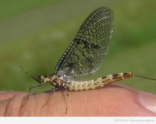 Интересные факты о подёнках. Бабочки-однодневки: некоторые факты
