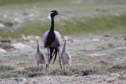 Журавль красавка рисунок. Журавль-красавка – одна из самых красивых птиц