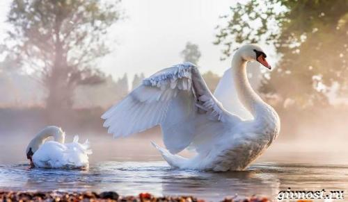 Самка лебедя. Среда обитания и образ жизни