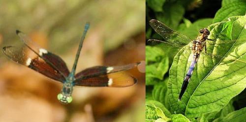 Интересные факты о стрекозах. Интересные факты про стрекоз 28