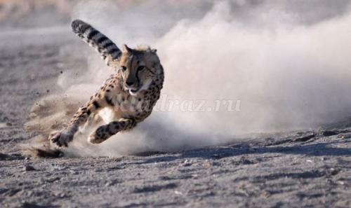 Слон интересные факты. Интересные факты о слонах. 19