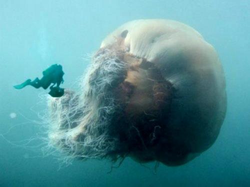Медузы интересные. Интересные факты о медузах 01