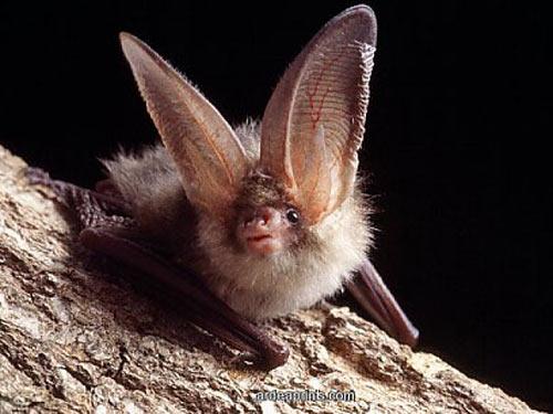 Интересные факты о животных Удмуртии. Животные Красной книги Удмуртии — млекопитающие