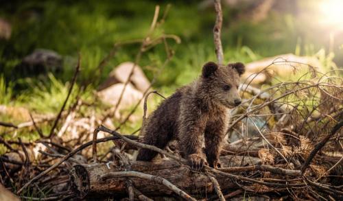 Интересные факты о буром медведе. Бурый медведь — интересные факты
