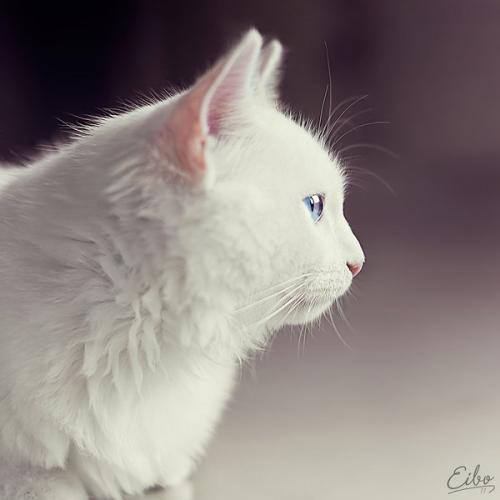 Кошки свойства. Видео о лечащих кошках 09