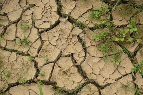 Почва. Выбор оптимальных культур для посадки, в зависимости от вида и типа почвы