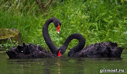 Самка лебедя. Среда обитания и образ жизни