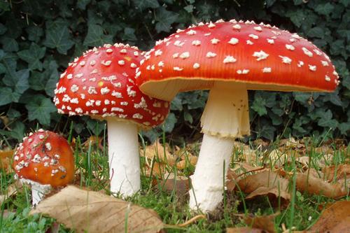 Интересное про грибы для детей. Интересные факты о ядовитых грибах