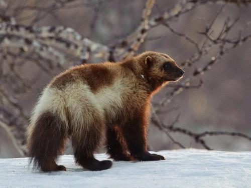 Интересные факты о росомахе. Природные враги росомахи 07