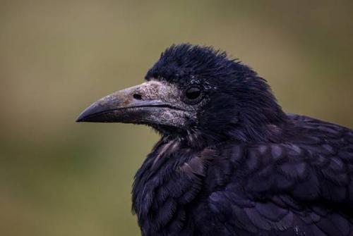 Что ворона делает. Социальная структура и размножение 06