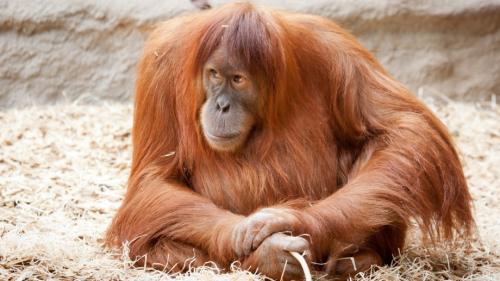 Про обезьян интересные факты. Интересные факты об обезьянах. 08