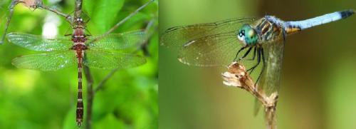 Интересные факты о стрекозах. Интересные факты про стрекоз 31