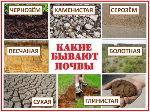 Интересные факты о почве для детей. ПОЧВА