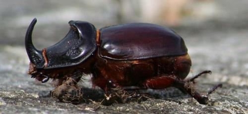 Интересные факты о жуках. Интересные и заниматиельные факты о жуках