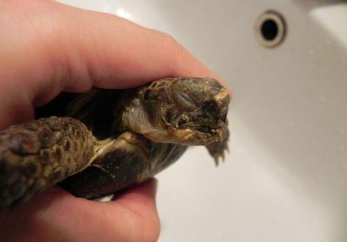 От чего умирают черепахи и как понять мертва она или в спячке