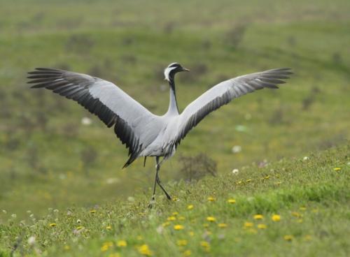 Интересные факты журавль красавка. Птица Красной книги — журавль красавка: интересные факты, фото и картинки, сообщение, где живет и чем питается.