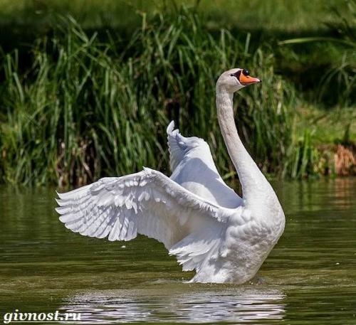 Виды лебедей. Описание и особенности лебедя