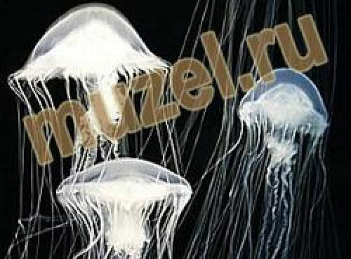 Медузы интересные. Интересные факты о медузах 03